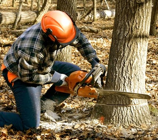 Tree Removal in White Heath, IL